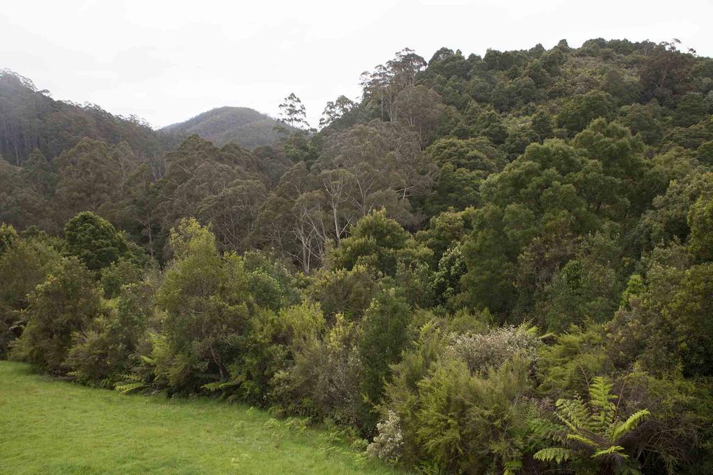 Tall Trees Eco Retreat - Blackwood Cottage Apollo Bay Exterior foto