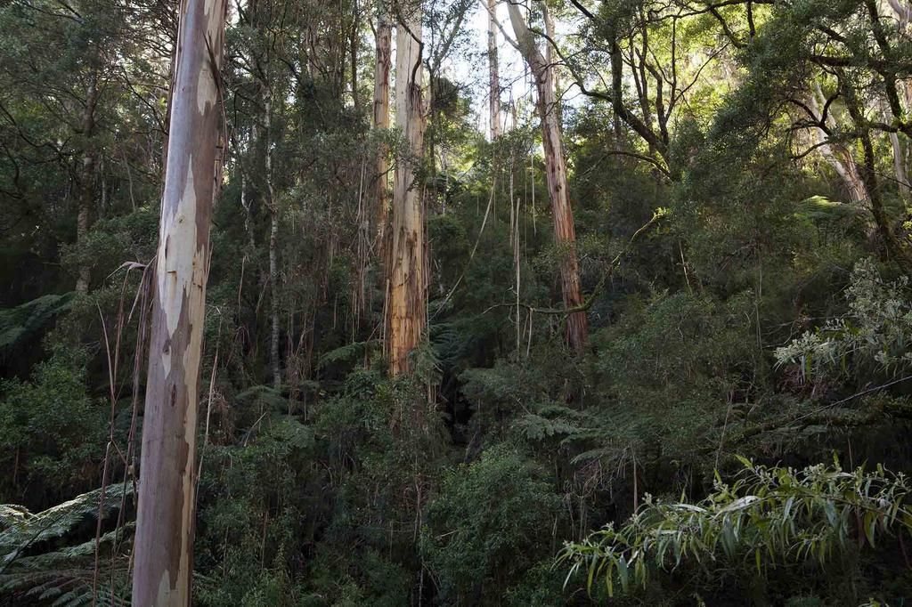 Tall Trees Eco Retreat - Blackwood Cottage Apollo Bay Exterior foto